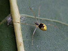 Cobweb Spider